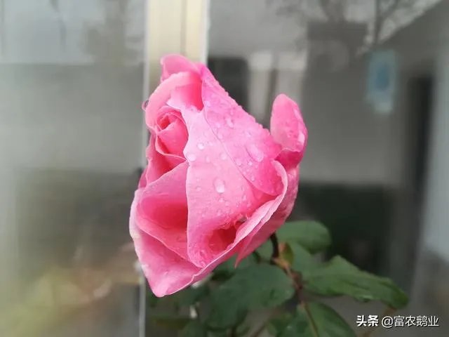 现在主要哪个地区种植稻谷？何时播种？一亩产量是多少？