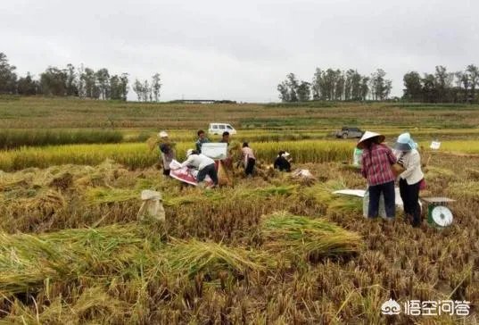 现在主要哪个地区种植稻谷？何时播种？一亩产量是多少？