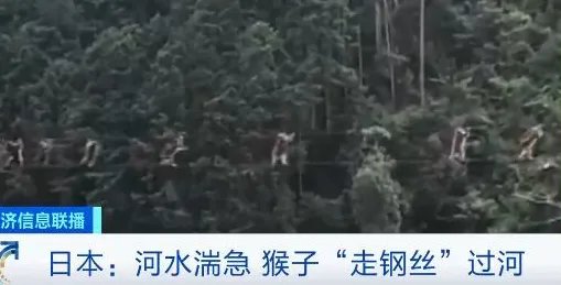 日本猴子整齐走钢丝过河 只因不愿涉水