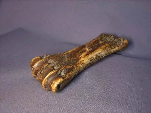 男子捡到虎骨准备泡酒，结果获刑5年，这是为何？