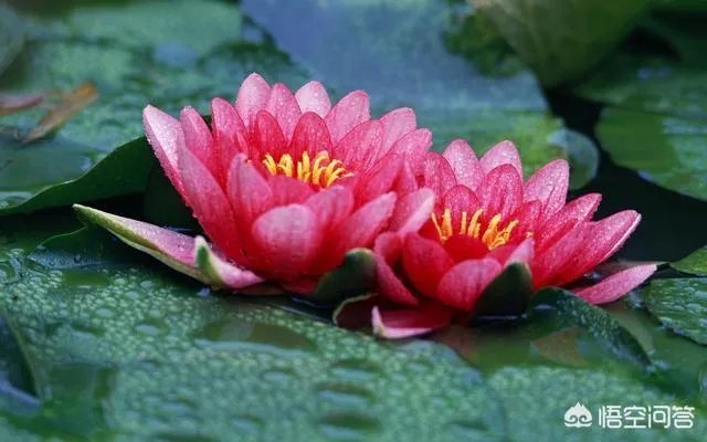 如何看待旅居养老？