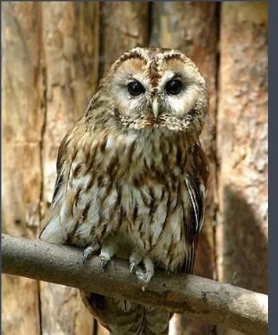 什么猫两条腿打一字