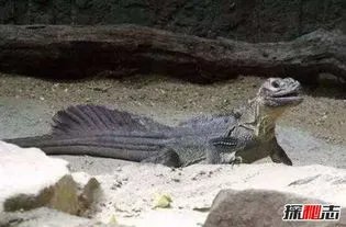 1978年罗布泊食人蜥蜴事件 是不是听着很玄乎