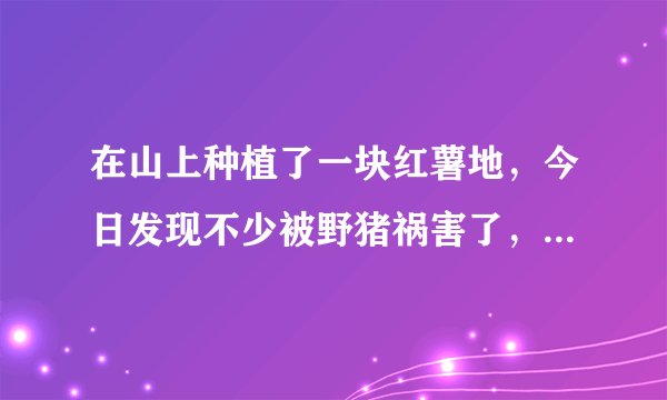 在山上种植了一块红薯地，今日发现不少被野猪祸害了，如何避免野猪来吃红薯？