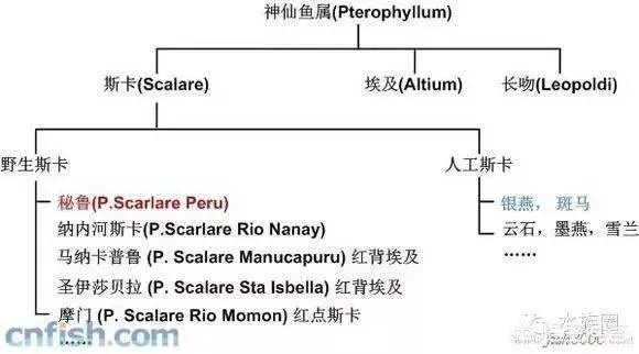 埃及神仙和斑马神仙是一种鱼吗？