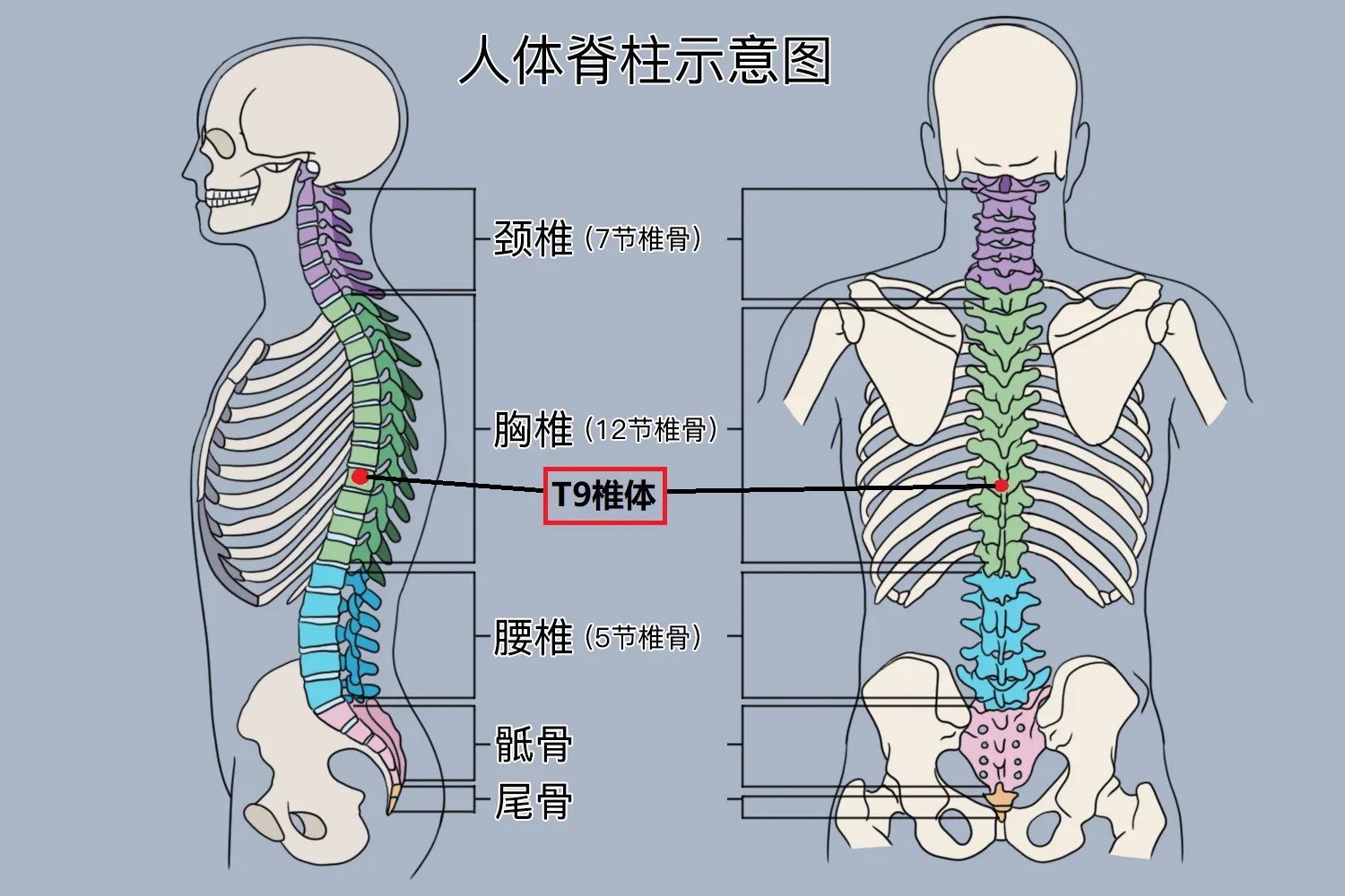 T9椎体位置图
