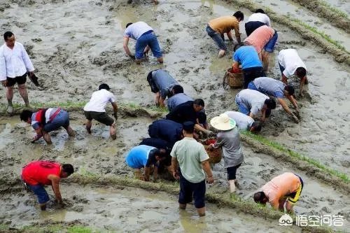 现实版开心农场经营要点是什么？