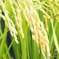 现在主要哪个地区种植稻谷？何时播种？一亩产量是多少？