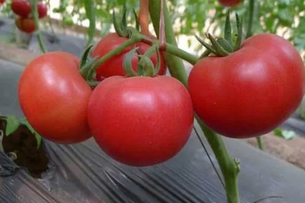 西红柿露天种植技术视频