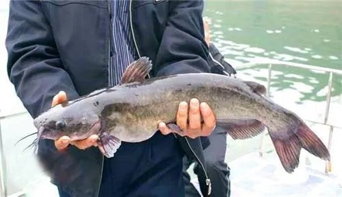 长江鲜都有什么