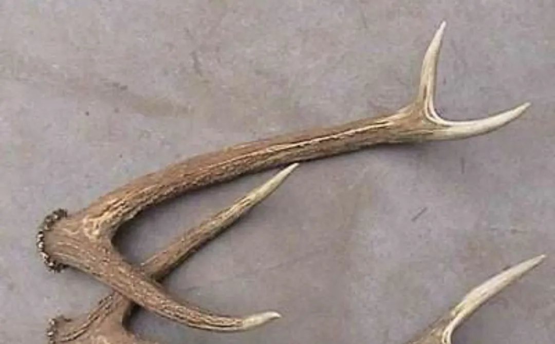 从小学生拔标本鹿角给爷爷补身体这件事中,你看出了什么?