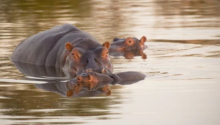 河马在水里怎么走 河马在水里如何走