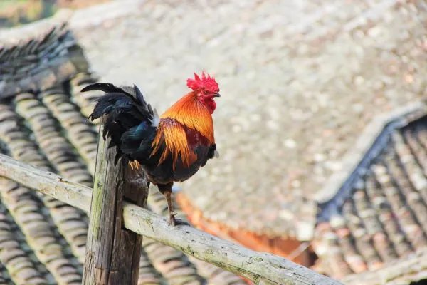 属鸡人的婚姻与命运 属鸡的人婚姻运势如何