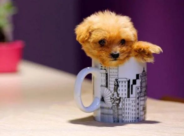 最便宜的茶杯狗多少钱？