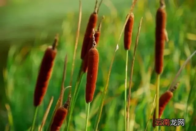 最美的35种水生植物花卉，好美！