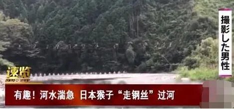 日本猴子整齐走钢丝过河 只因不愿涉水