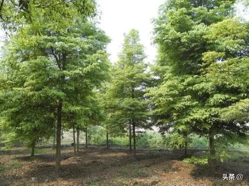 全球十大最名贵木材有哪些？