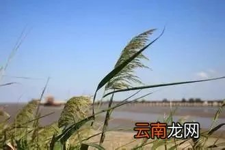 最美的35种水生植物花卉，好美！