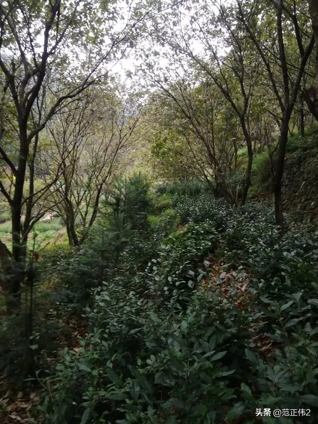 国庆长假,你们打算加班还是放假去城市周边旅游呢?