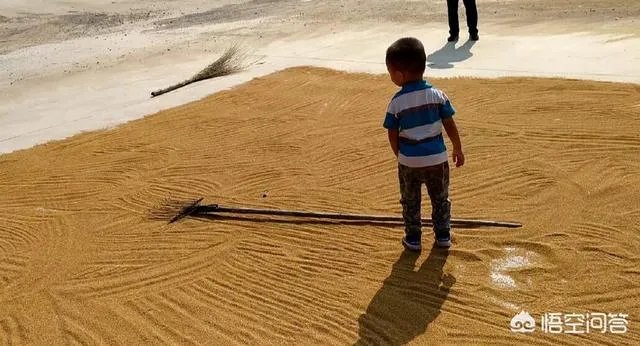 现在主要哪个地区种植稻谷？何时播种？一亩产量是多少？