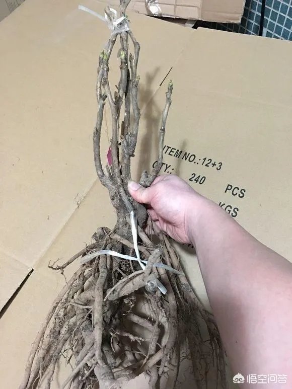 苗木交易最靠谱的网站