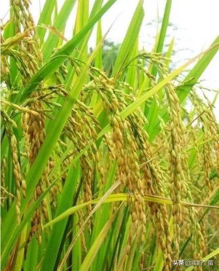 现在主要哪个地区种植稻谷？何时播种？一亩产量是多少？