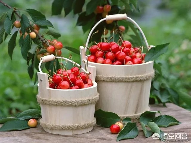 苗木交易最靠谱的网站