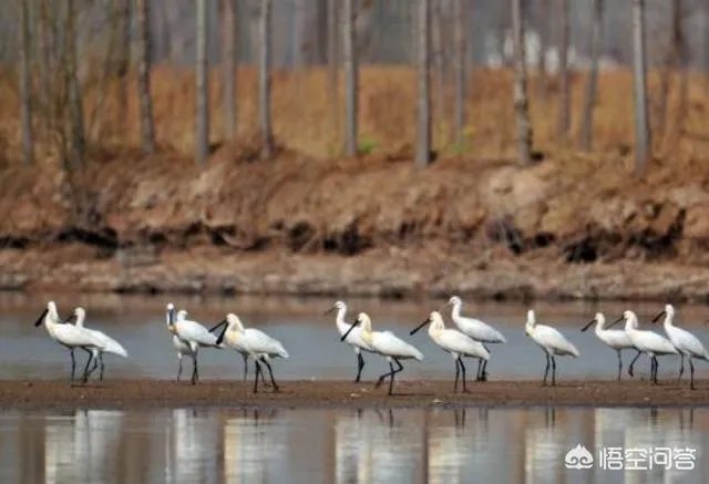 河南都有哪些国家级湿地公园，分别都在哪？