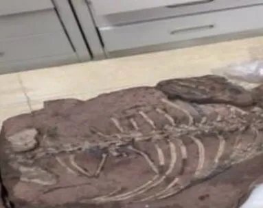 中国发现2.5亿年前的九峰吐鲁番兽，这是种什么样的动物？