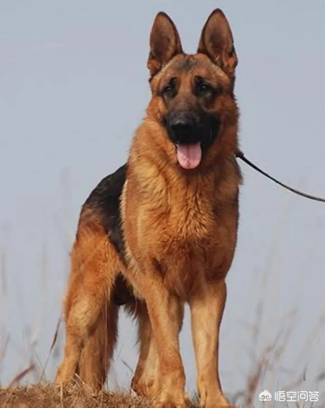 德国牧羊犬幼犬多少钱一只？