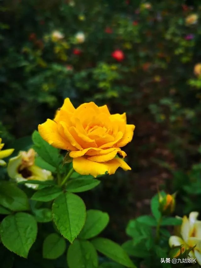 古代圣旨都是什么颜色的？