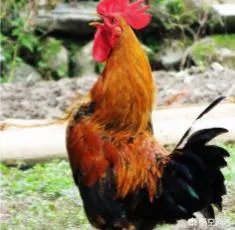 上联：阿发狗，旺财狗，戊戌狗，三狗开泰。如何对下联？