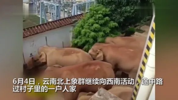 云南象群进村民家拧开水龙头喝水 不关水龙头引热议