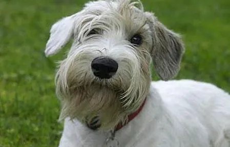 西里汉梗属于什么品种？喂养时需要注意什么？