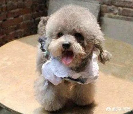 幼犬喂养方法？