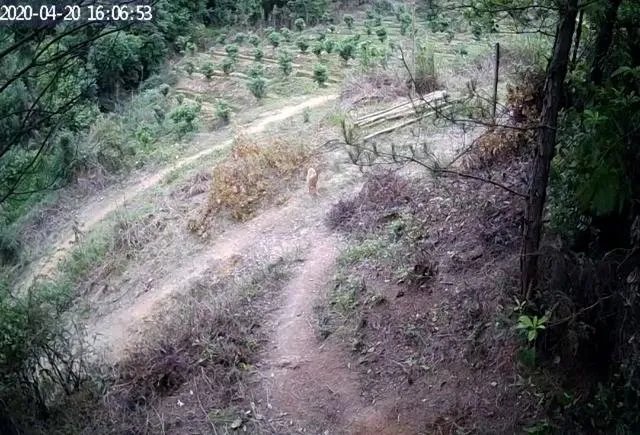 农户在集体荒地上种植竹子，成林后被偷砍且挖掉，能得到赔偿吗？有何依据？