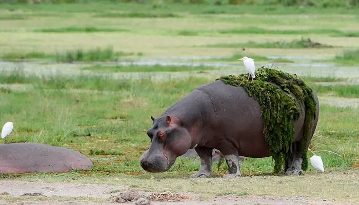 胖胖的河马在水里如何移动的 胖胖的河马在水里怎样移动的