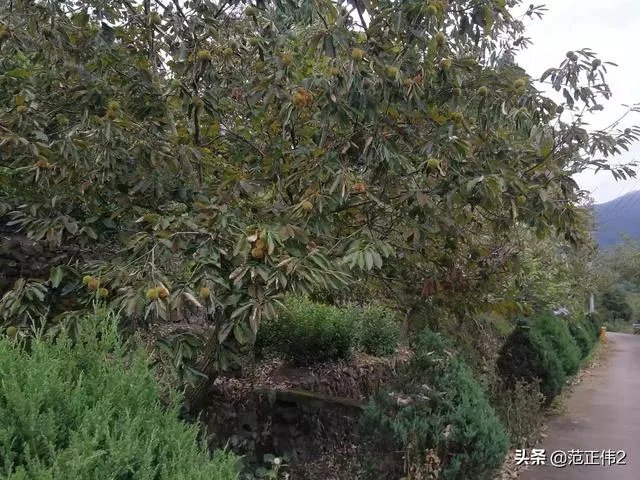 国庆长假,你们打算加班还是放假去城市周边旅游呢?