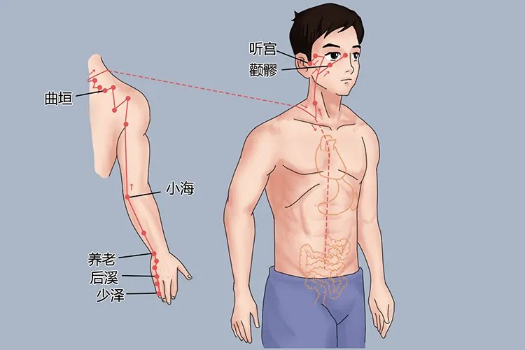 肩胛骨上的三条经络图