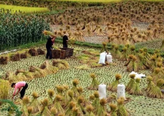 王福重说农民没有贡献,出大力流大汗是种懒惰和愚蠢,你怎么看?