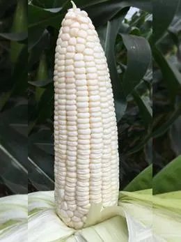 今年甜玉米价格怎么样？