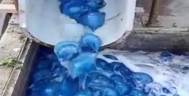 以色列发电站出现数千只蓝色水母是怎么回事？