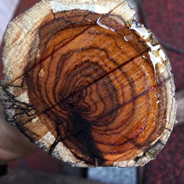 全球十大最名贵木材有哪些？