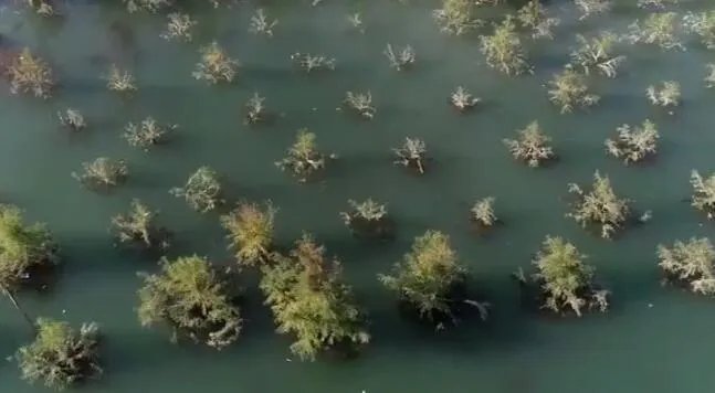 三峡库区再现水中森林是怎么回事 一行行整齐排列十分挺拔