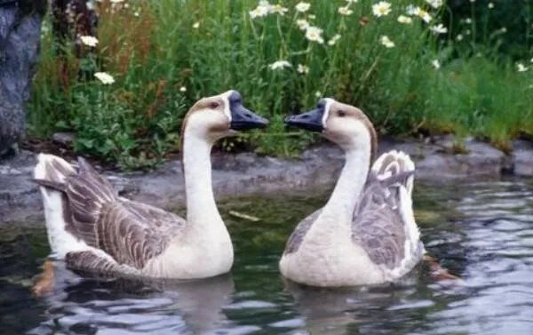 两鹅别离吻成网红：两只鹅在情人节离别，亲吻照令人感动