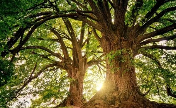 407岁梨树被烧空心仍能结果，会不会对梨树进行抢救？