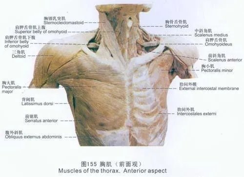 臂力器锻炼方法图解