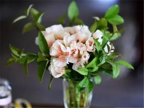 鲜花柜的作用 鲜花保鲜的方式