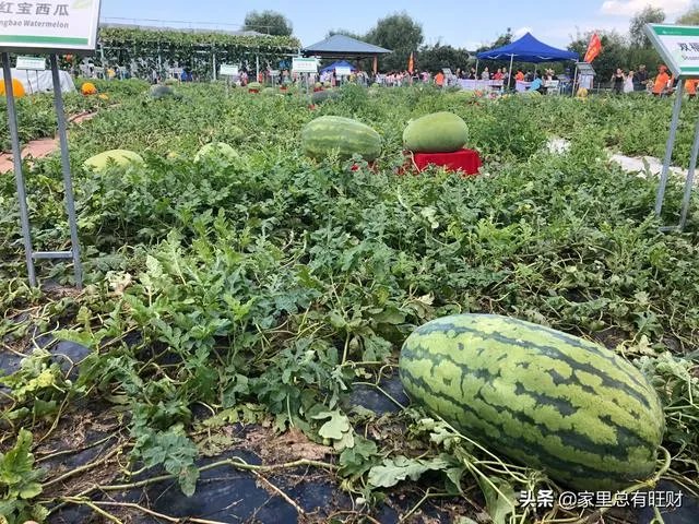 现在想往农业方面发展，有没有比较好的农业资讯软件啊？求推荐？