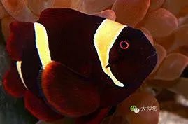 如何养殖透红小丑？